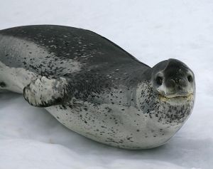 smiling seal.jpg